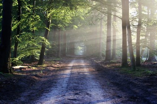 太陽光が差し込む森の道の画像