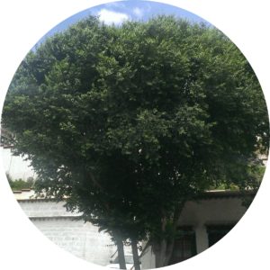 樹樹のプロフィール画像