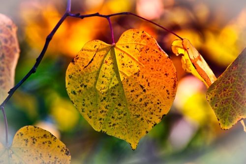 黄色く紅葉した木の葉の画像