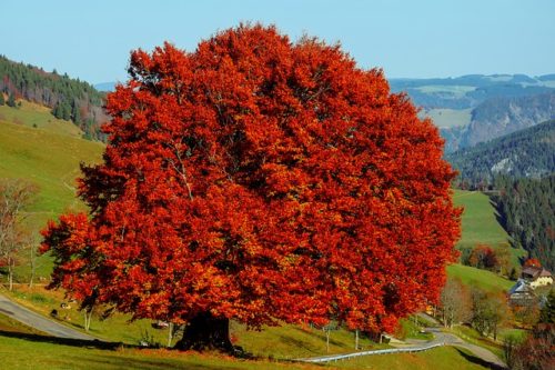 真っ赤に紅葉した木の画像