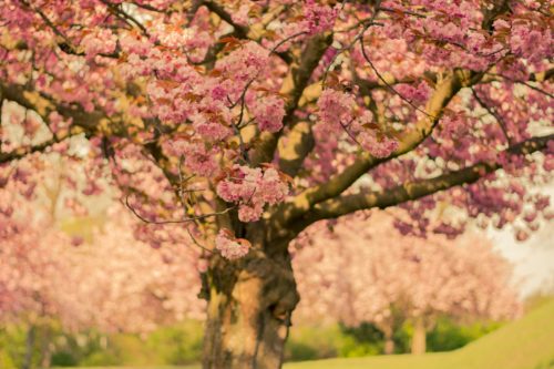 一本の桜の木を写した画像