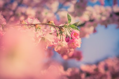 桜の木の枝のアップ画像