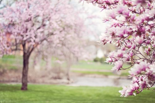 桜の木がある公園の画像